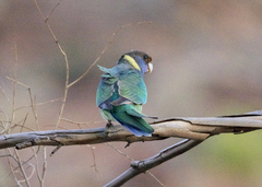 Barnardius zonarius barnardi