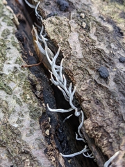 Xylaria hypoxylon