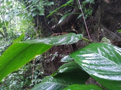 Libethra
