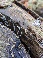 Xylaria hypoxylon