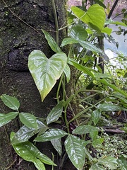 Syngonium podophyllum