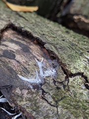 Xylaria hypoxylon