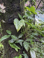 Syngonium podophyllum