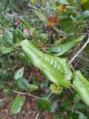 Smilax pumila