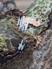 Xylaria hypoxylon
