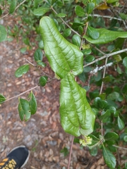 Smilax pumila