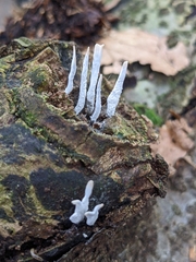 Xylaria hypoxylon