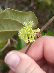 Smilax pumila