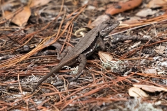 Sceloporus woodi