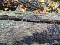 Xylaria hypoxylon