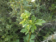 Sanicula crassicaulis