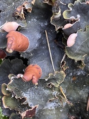 Peltigera malacea