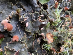 Peltigera malacea