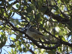 Baeolophus wollweberi