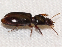 Clivina