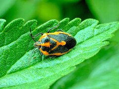 Agonoscelis rutila