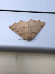 Tetracis jubararia