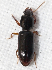 Clivina