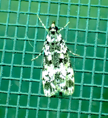 Scoparia exhibitalis