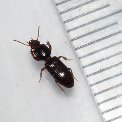 Clivina
