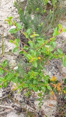 Spyridium parvifolium