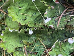Peltigera britannica