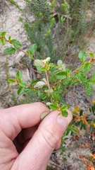 Spyridium parvifolium