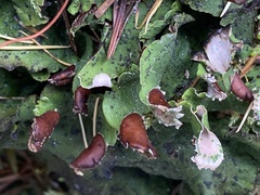 Peltigera britannica