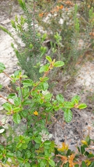 Spyridium parvifolium