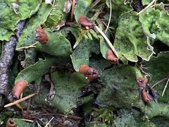 Peltigera britannica