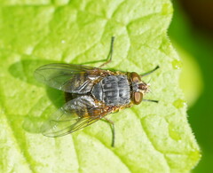 Calliphora stygia