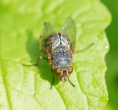 Calliphora stygia