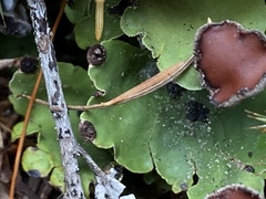 Peltigera britannica