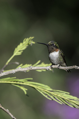 Archilochus colubris