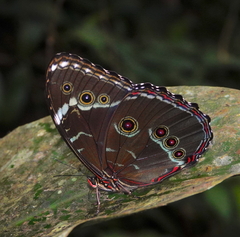 Morpho helenor