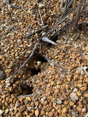 Myrmecia