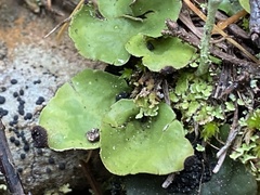 Peltigera britannica