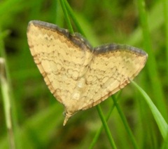 Chrysolarentia correlata