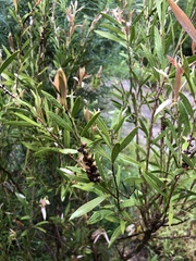 Melaleuca paludicola