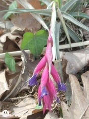 Tillandsia aeranthos