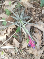 Tillandsia aeranthos
