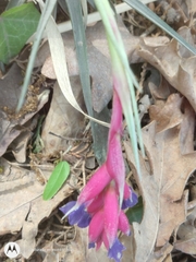 Tillandsia aeranthos