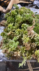 Sphagnum squarrosum