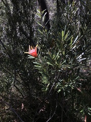 Lambertia formosa