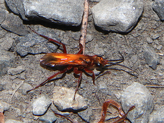 Sphictostethus nitidus