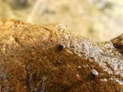 Uncancylus