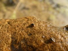 Uncancylus