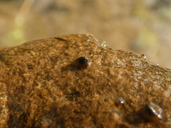 Uncancylus