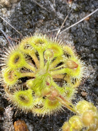Drosera glanduligera