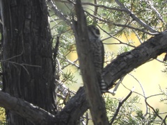 Dryobates arizonae